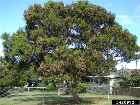 acacia tree philippines|small Philippine acacia .